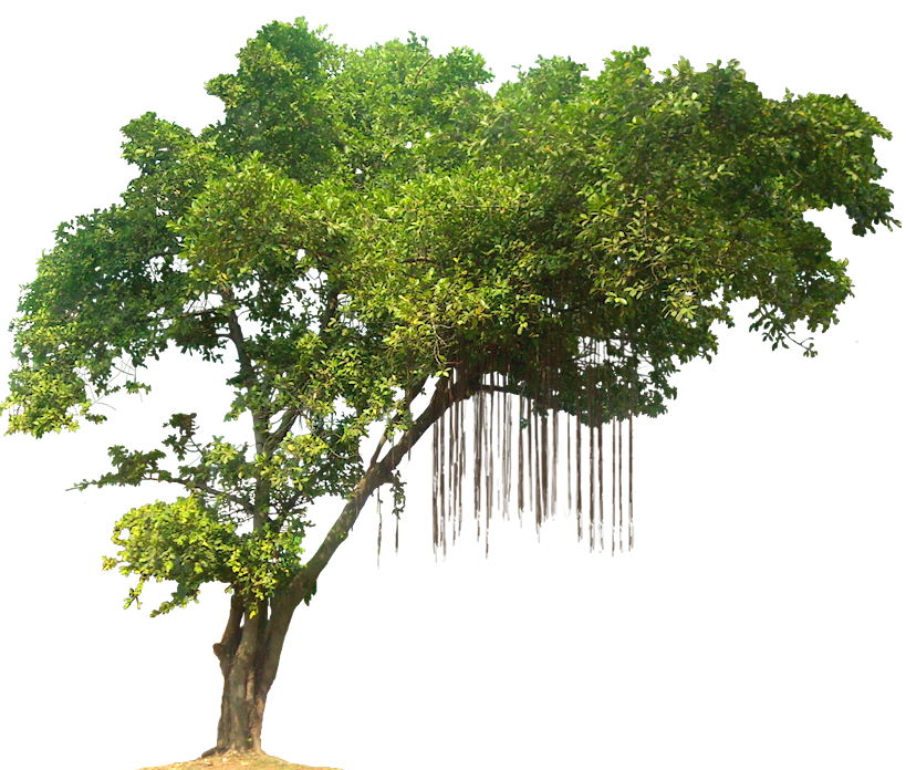 tree png quality only picture #8258