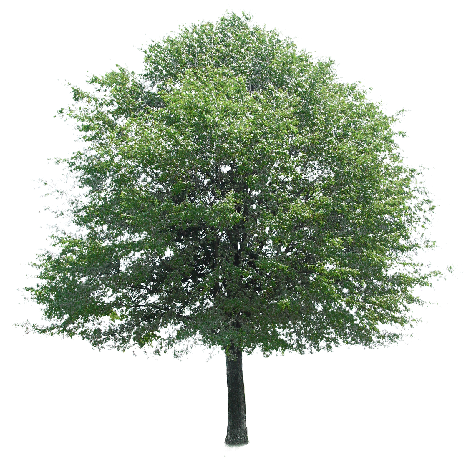 Tree PNG Plant, Plane images #8267