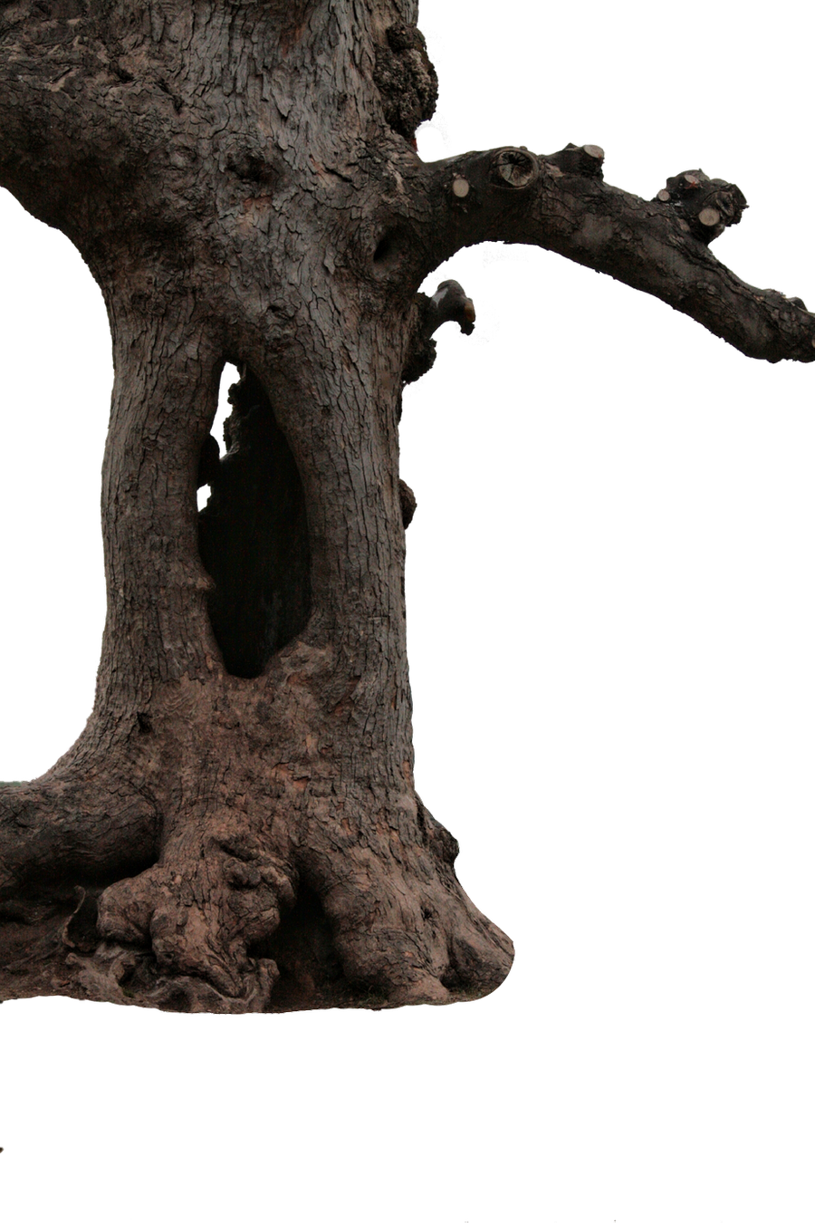 hollow tree trunk png camelfobia #36168