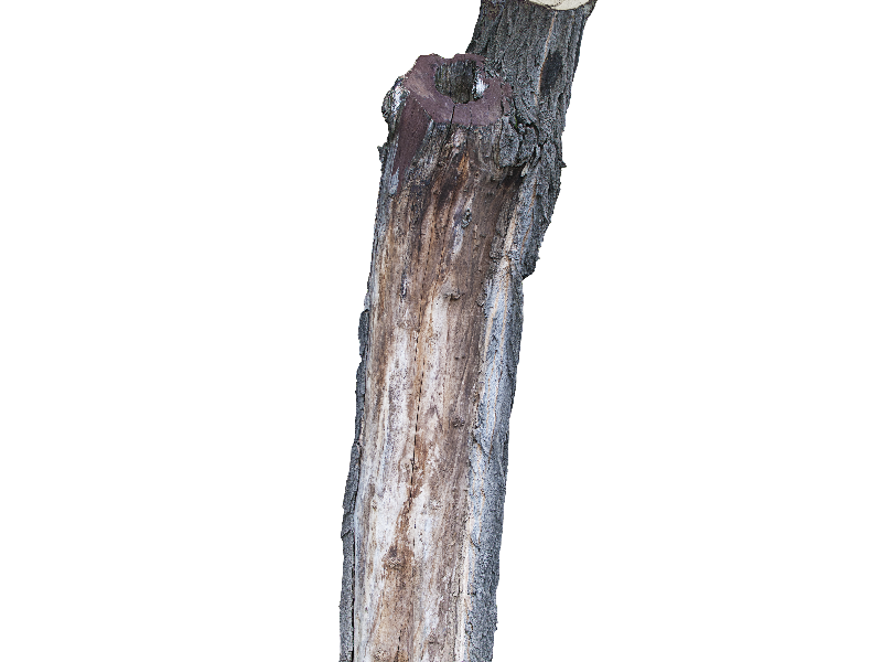 tree trunk dead tree isolated object png isolated objects #36171