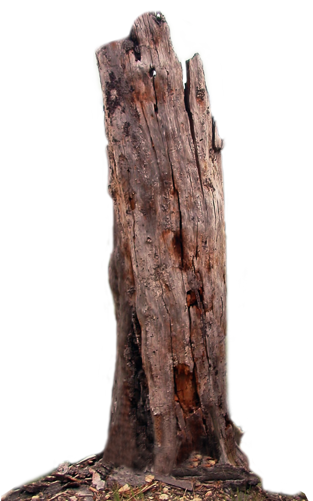 tree trunk dead tree png lubman #36165
