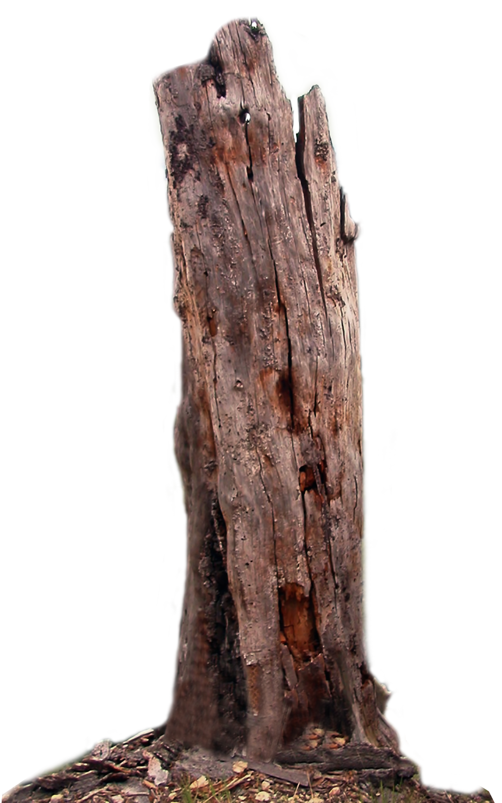 Tree Trunk PNG, Tree Wood Clipart Images Free Download - Free