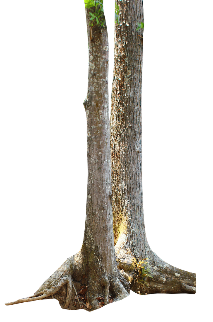 tree trunk png andhikazanuar #36160