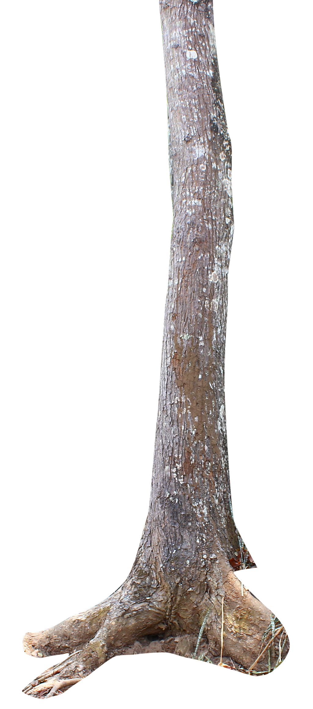 tree trunk png andhikazanuar #36163