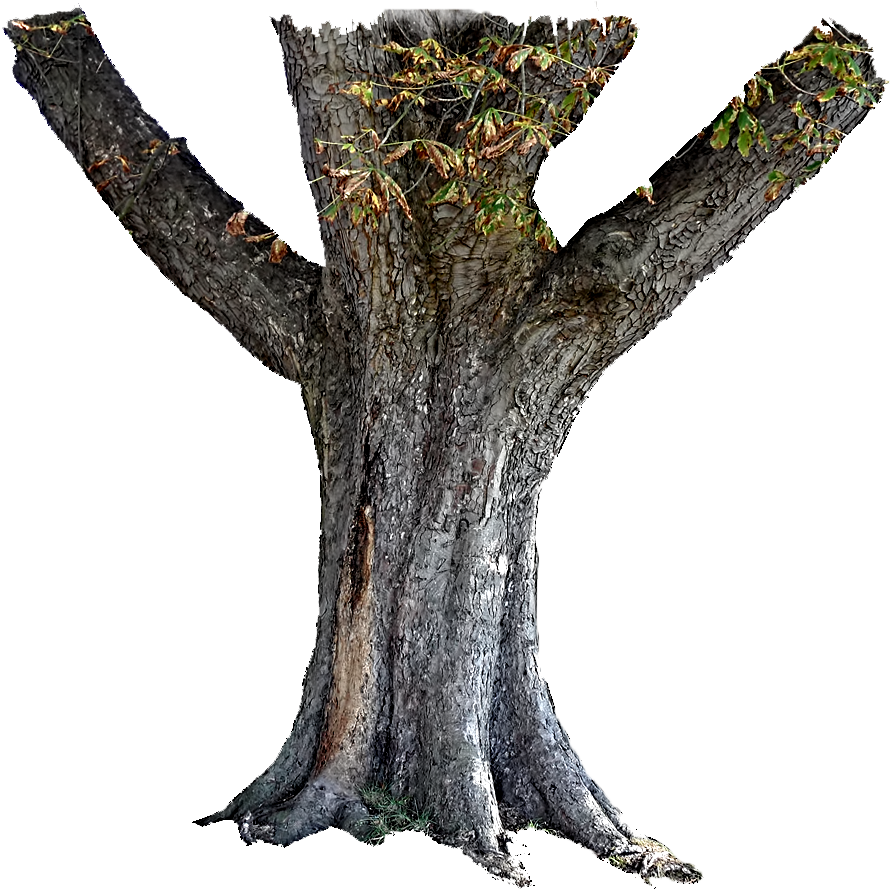 tree trunk png flickr photo sharing #36166