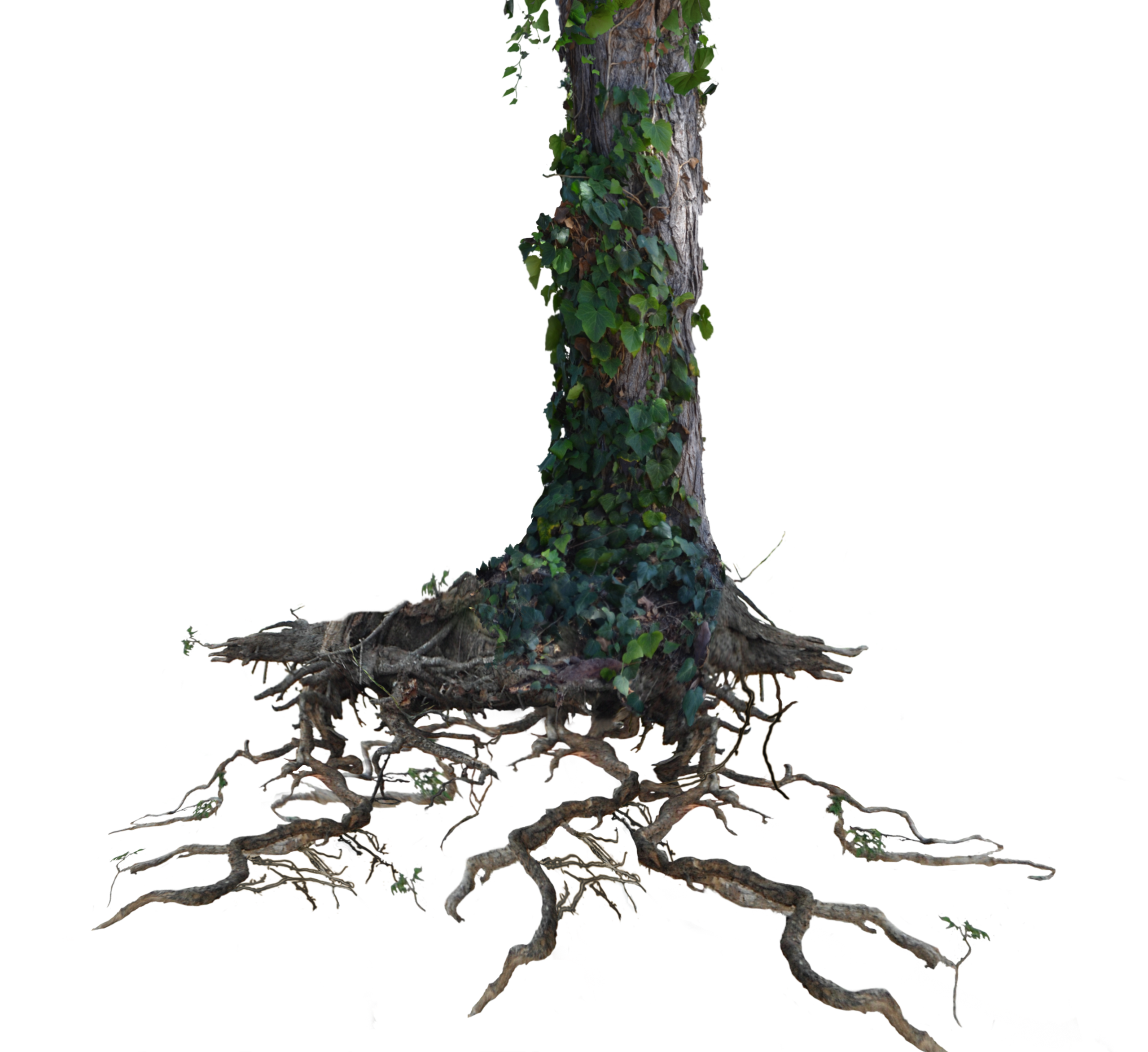 tree trunk roots with ivy png photo #36167