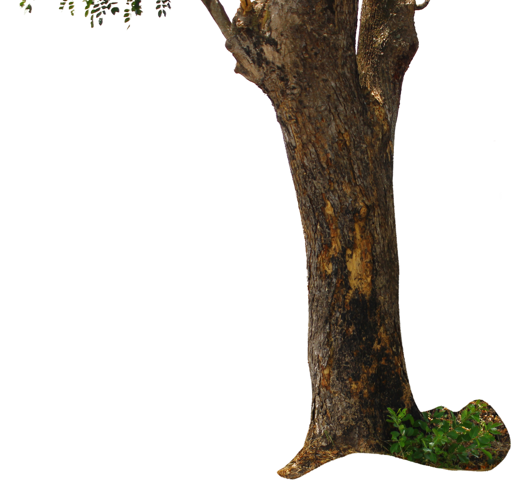 Tree Trunk PNG, Tree Wood Clipart Images Free Download Free