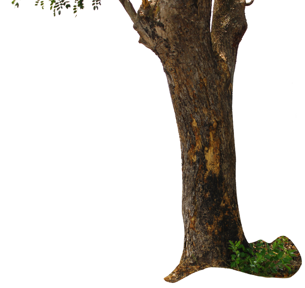 tree trunk tree png andhikazanuar #36164