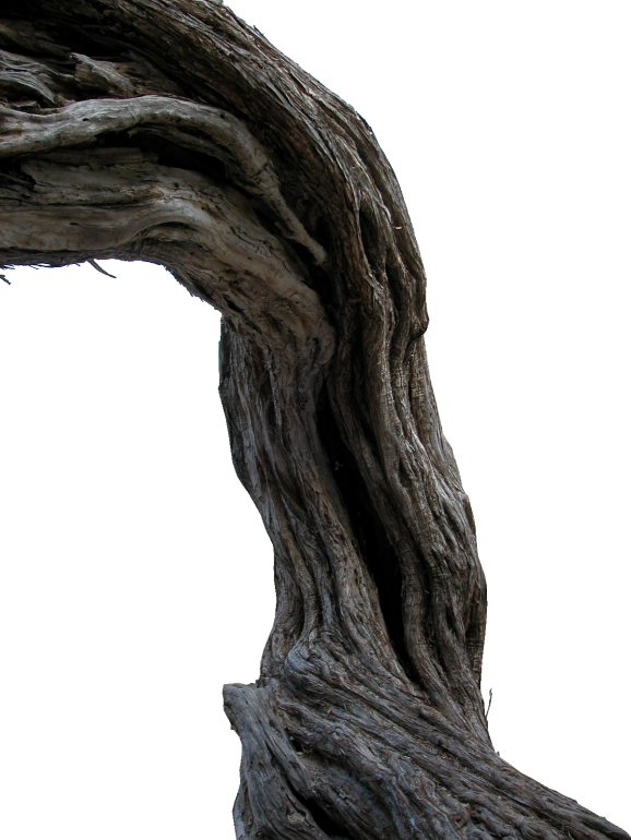 tree trunk ubb ubfcc ubb uac png ubbf ubc ube uadf #36173