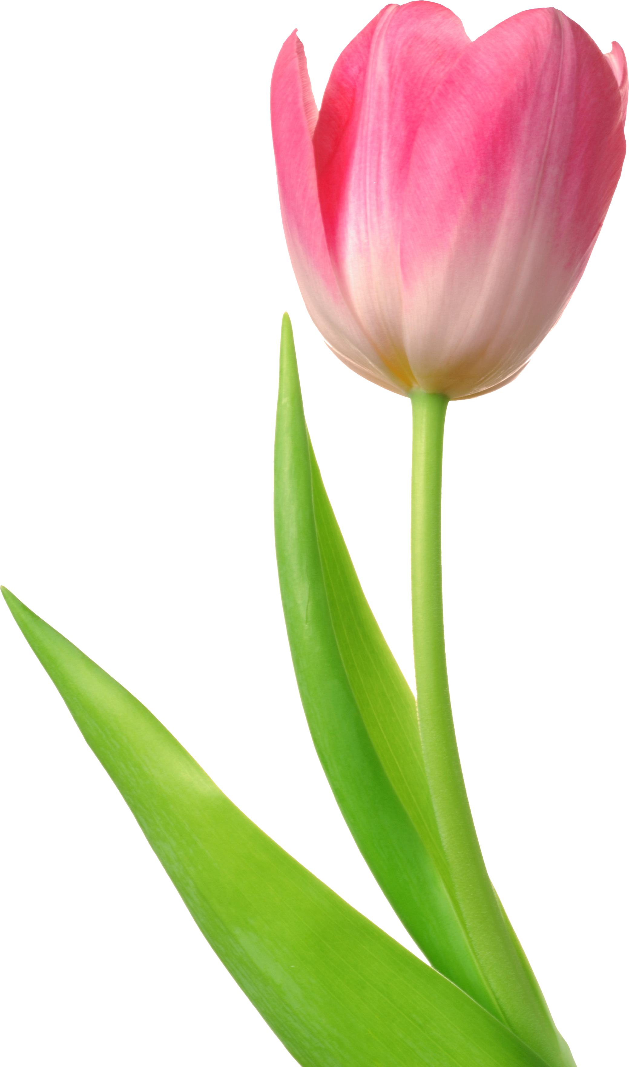 Tulip