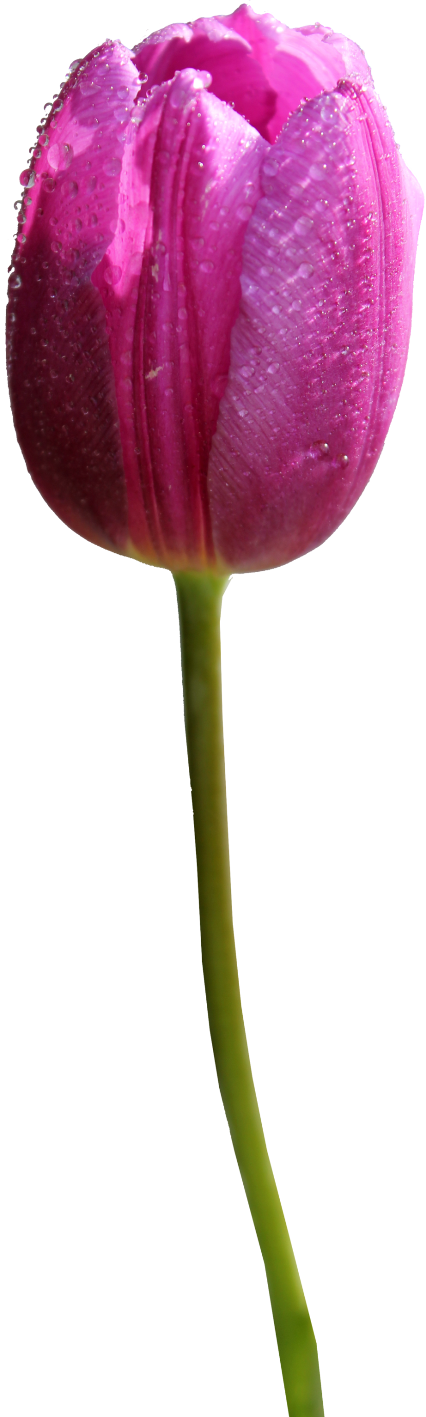 best tulip clipart clipartionm #35210