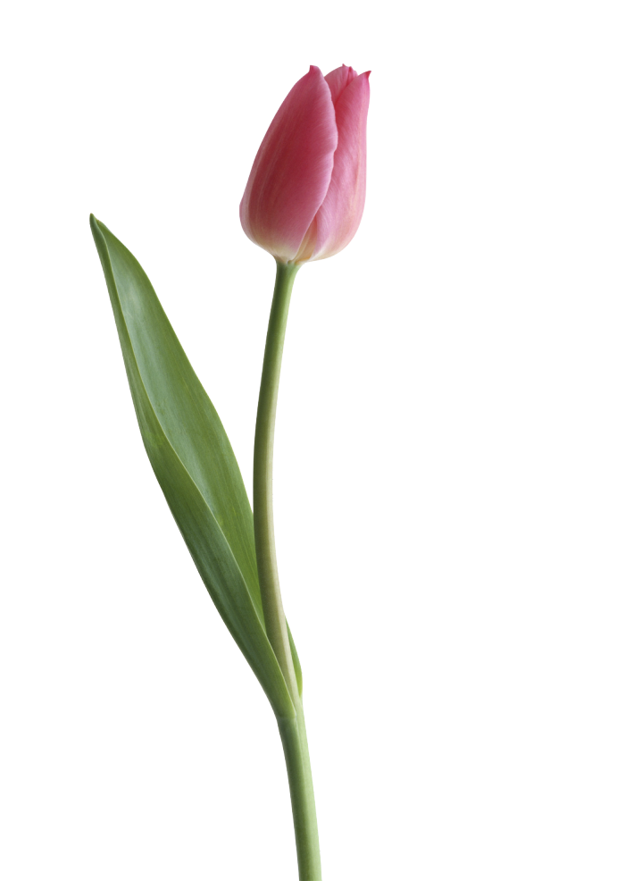 download tulip png clipart png image pngimg #35200