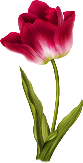 pin sunny babu pics tulips flowers tulip #35212