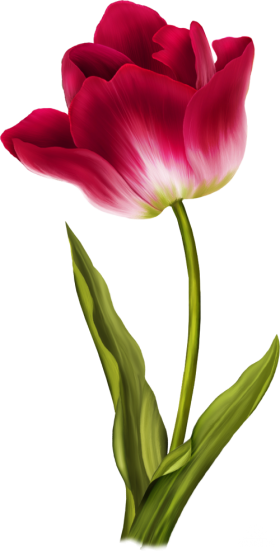 Tulip Flower PNG Images, Free Download Tulip Pictures