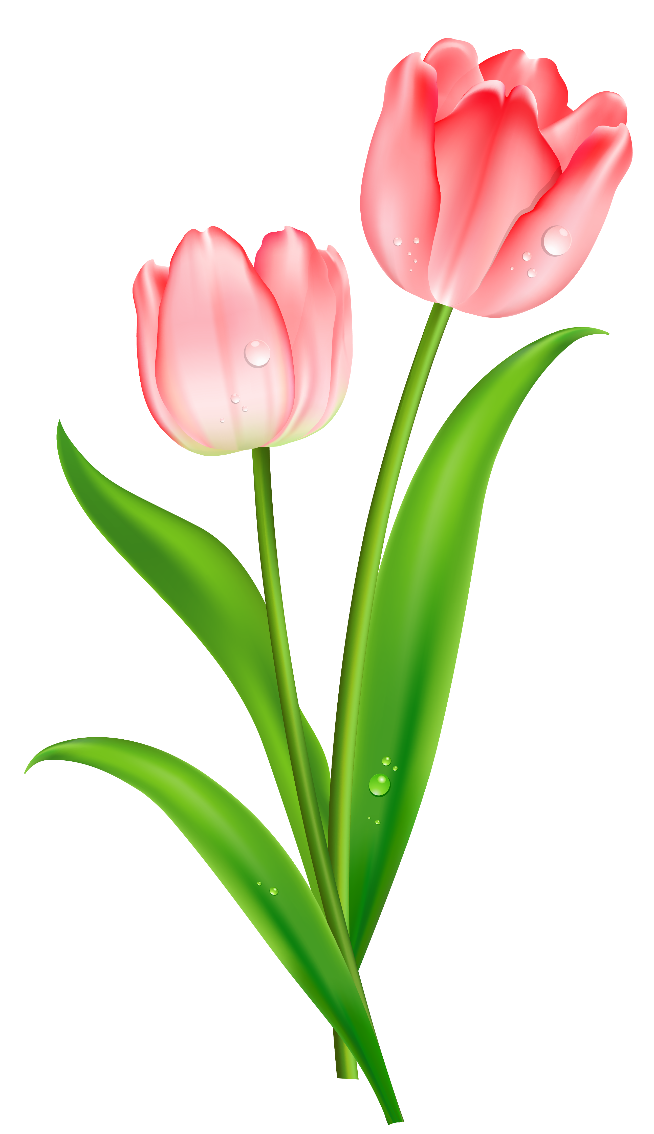 pin tulip tulips pink tulips tulip #35144