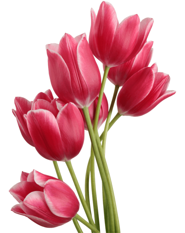 tulip bouquet transparent png stickpng #35153