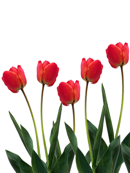 Tulip Flower PNG Images, Free Download Tulip Pictures