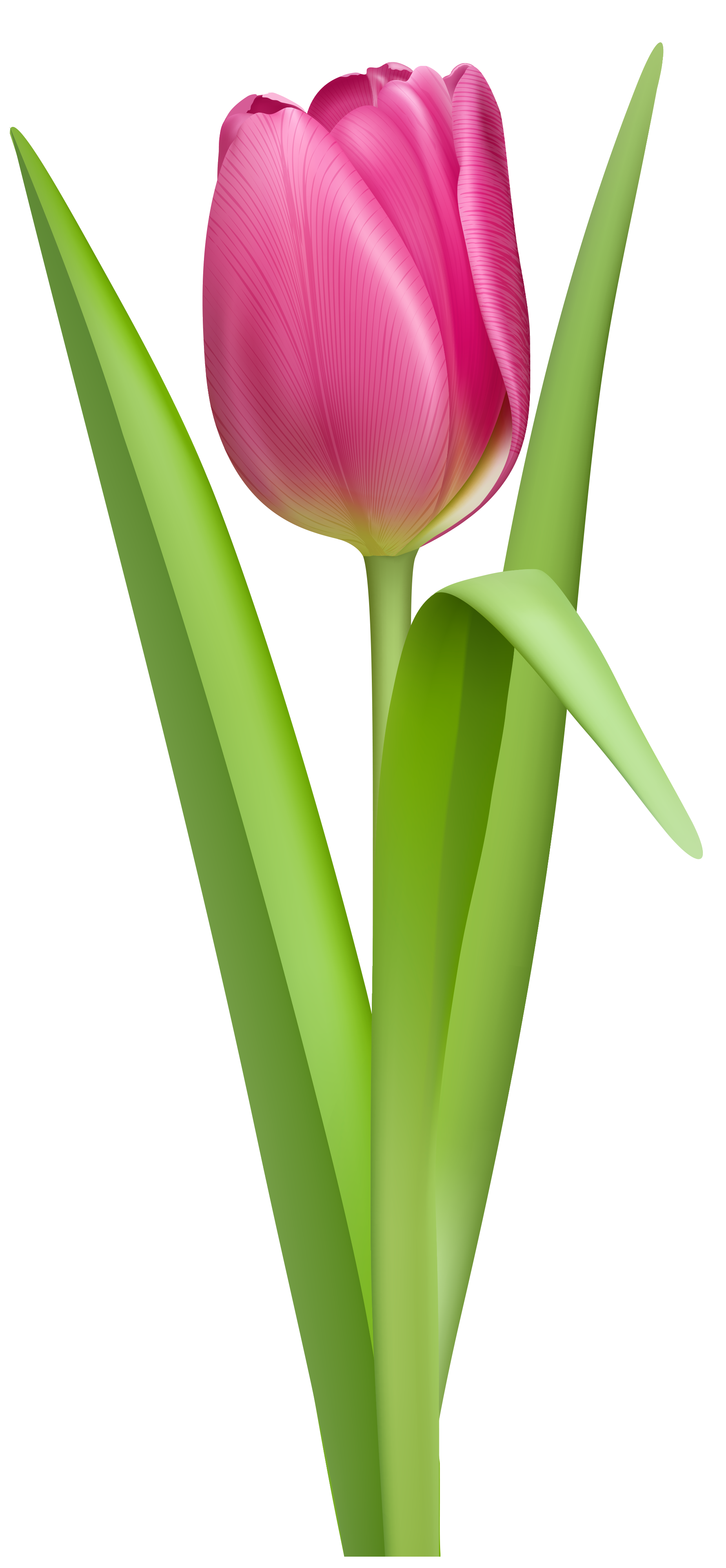 tulip clipart background easy flower painting #35141