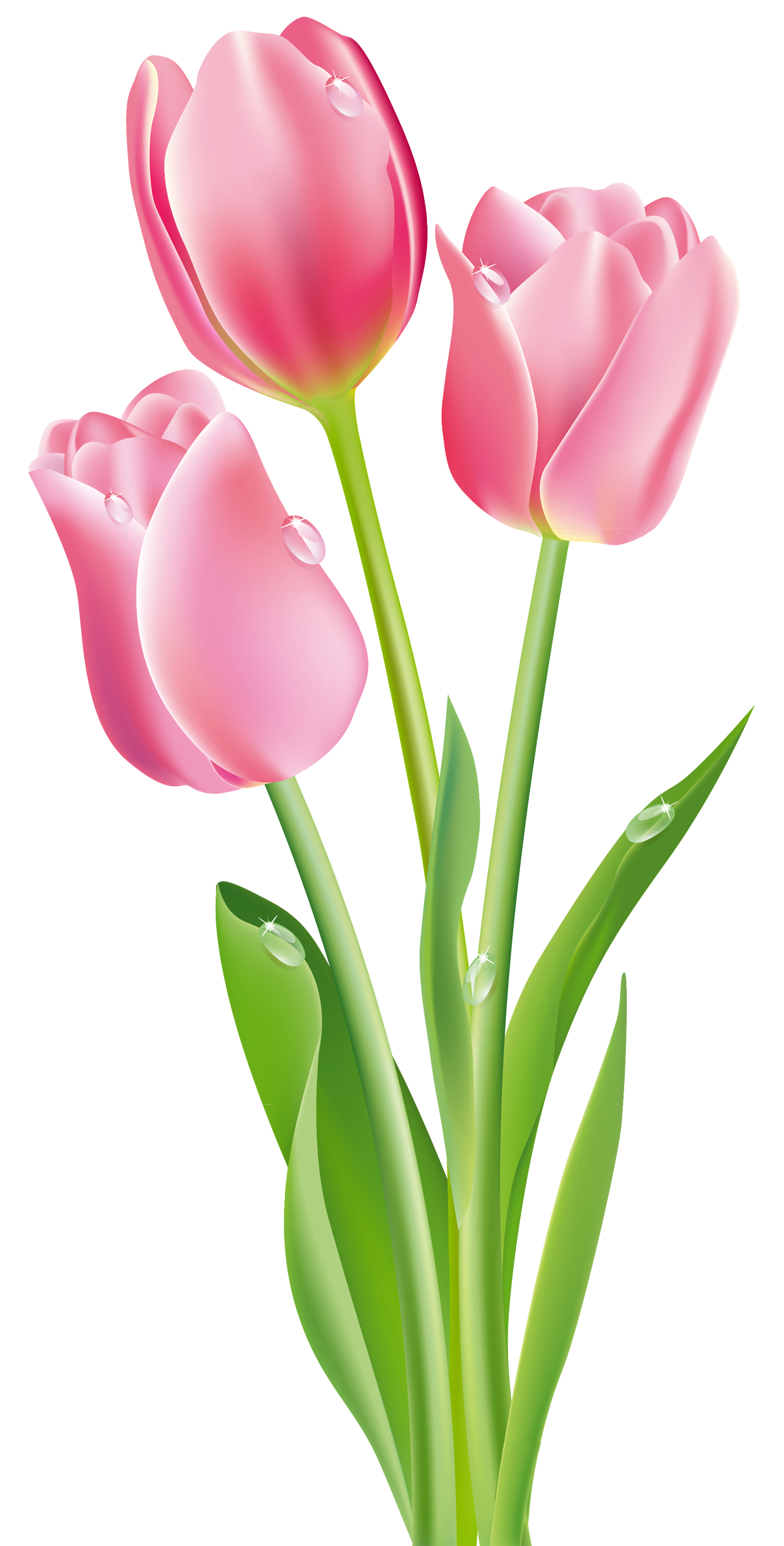 tulip clipart png images from pngimagesm #35179