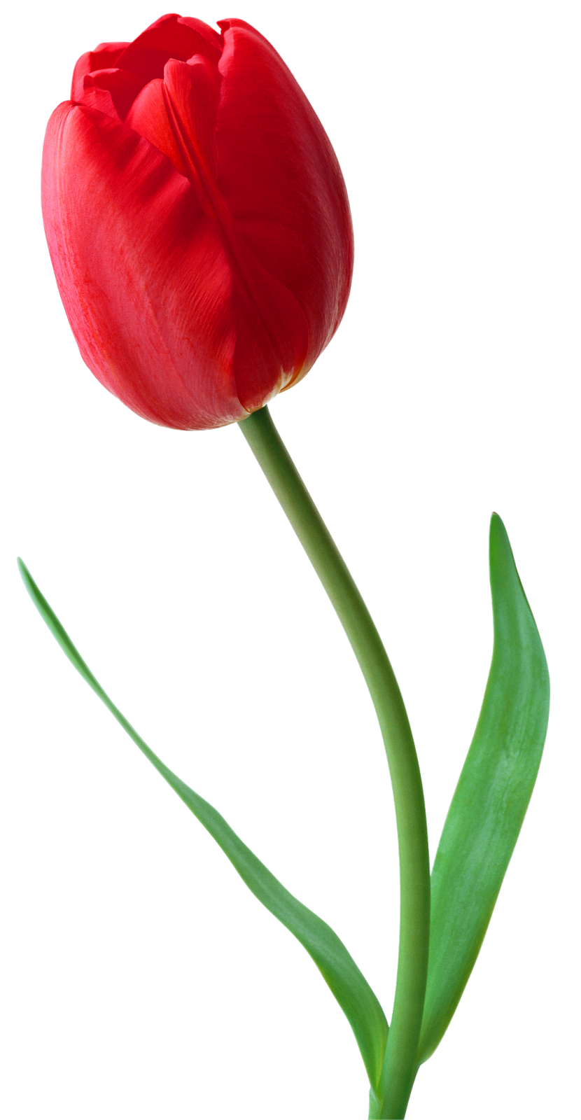 tulip colecci gifs genes tulipanes #35143