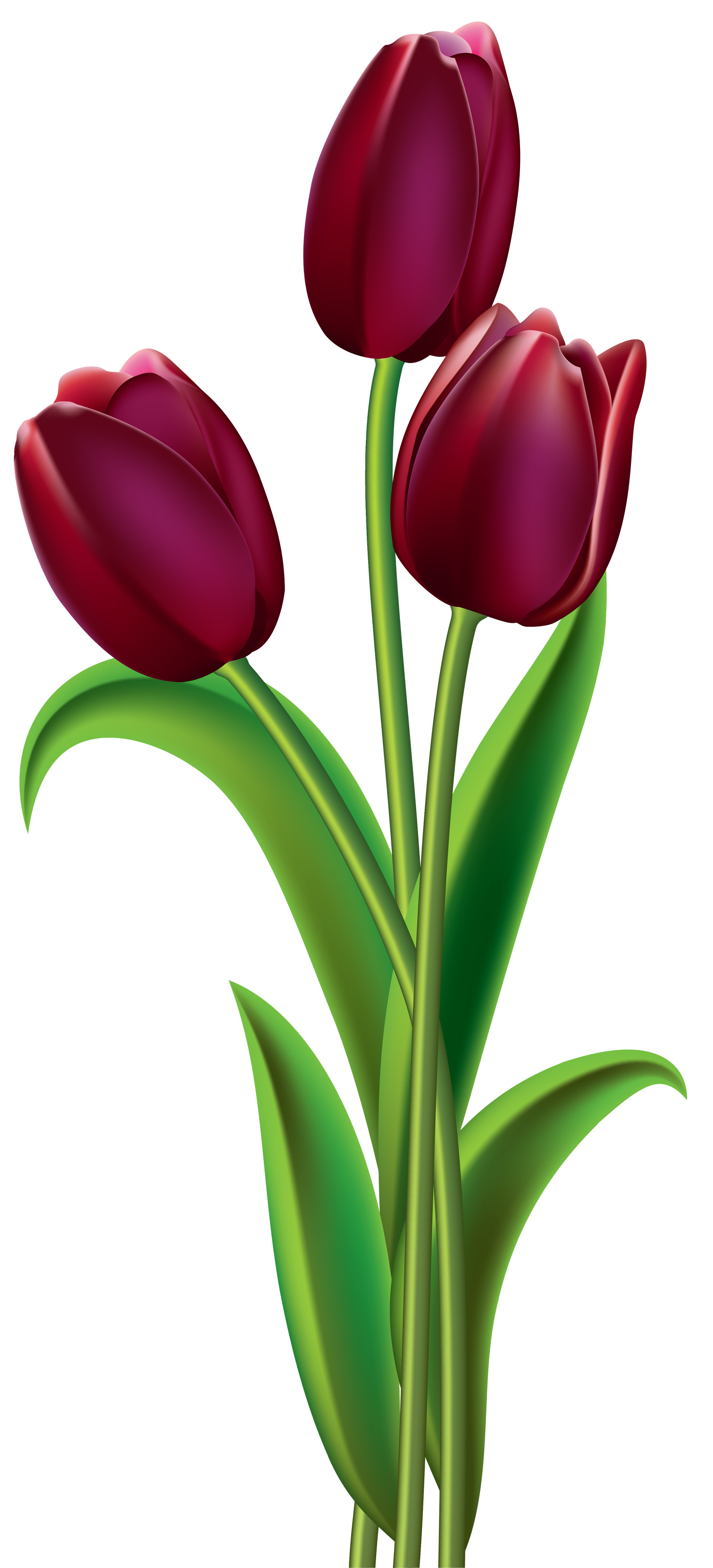 tulip flower png images gallery #35190