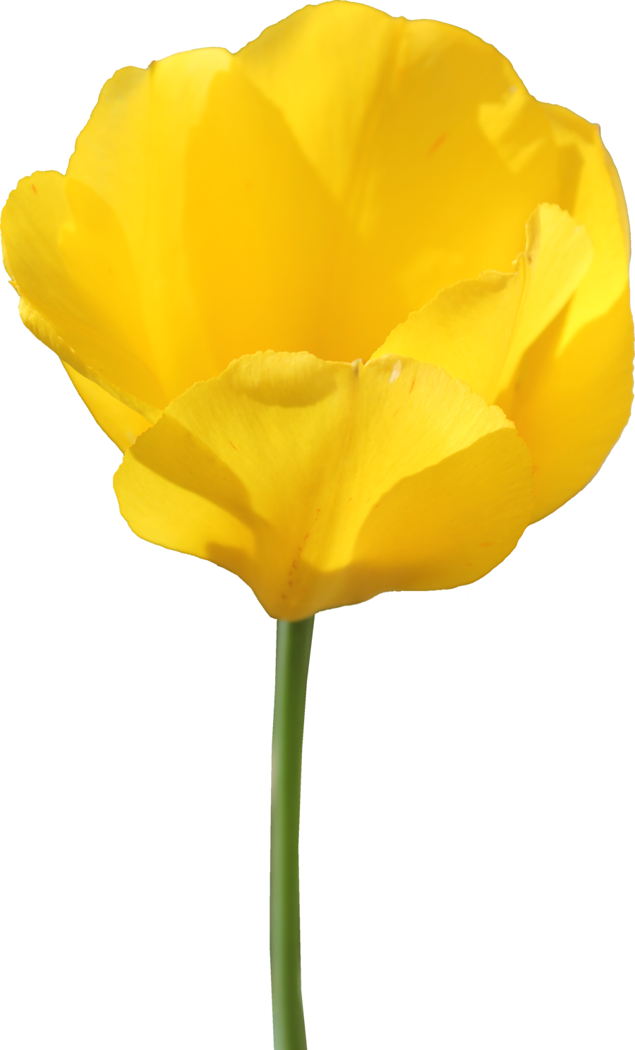 tulip genes gifs animados genes tulipanes colores #35163