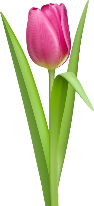 tulip genes gifs animados genes tulipanes colores #35147
