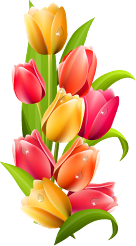 tulip gifs fondos cecill tulipanes png #35192