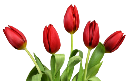 tulip gify animacja obrazki png tulipany #35202