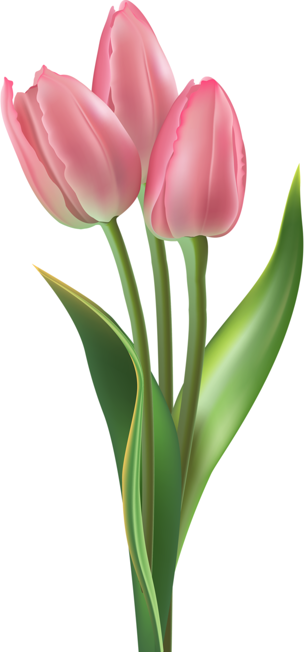 tulip photo from album quot quot tulips pink #35159