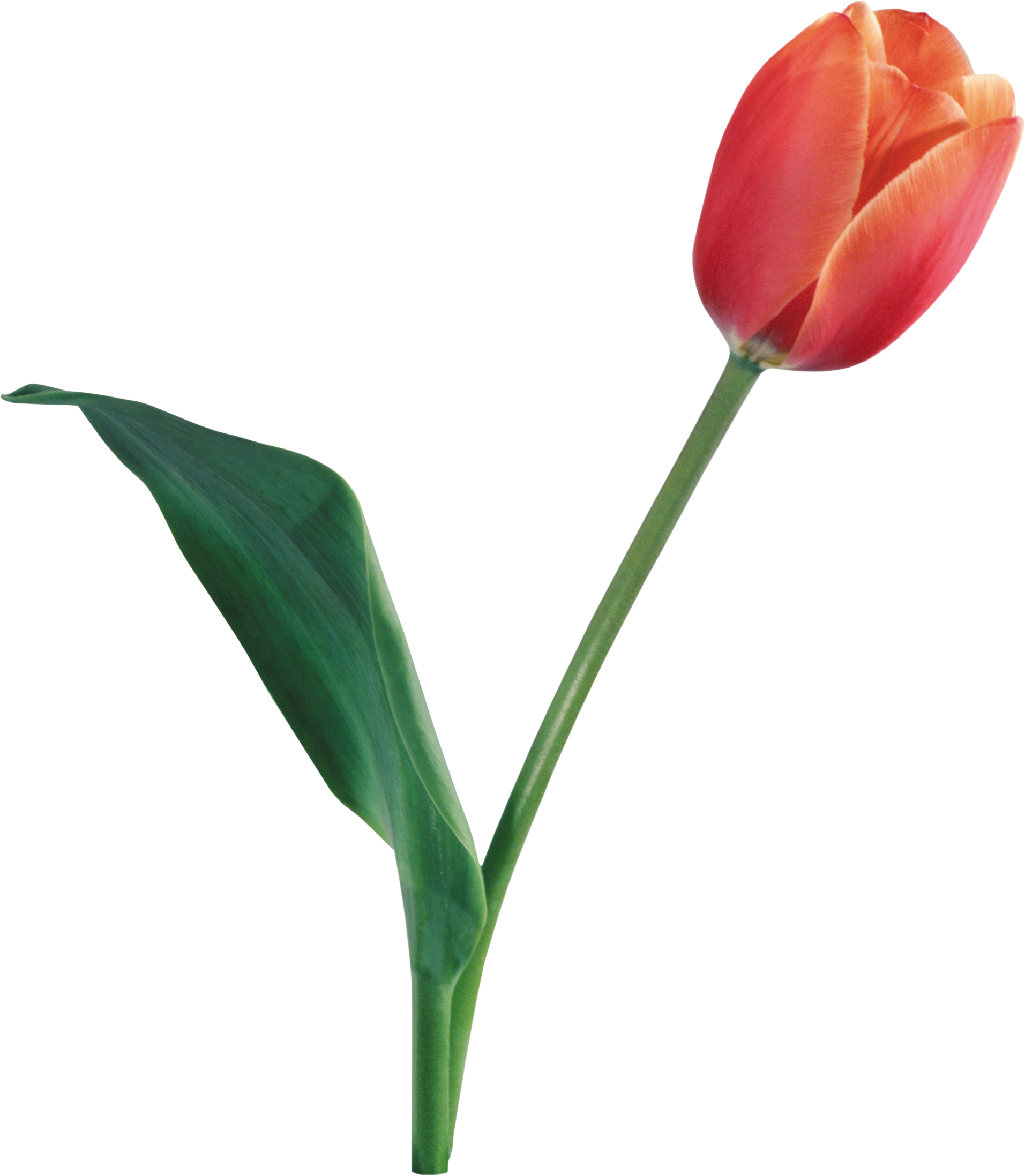 tulip png image purepng transparent png image #35146