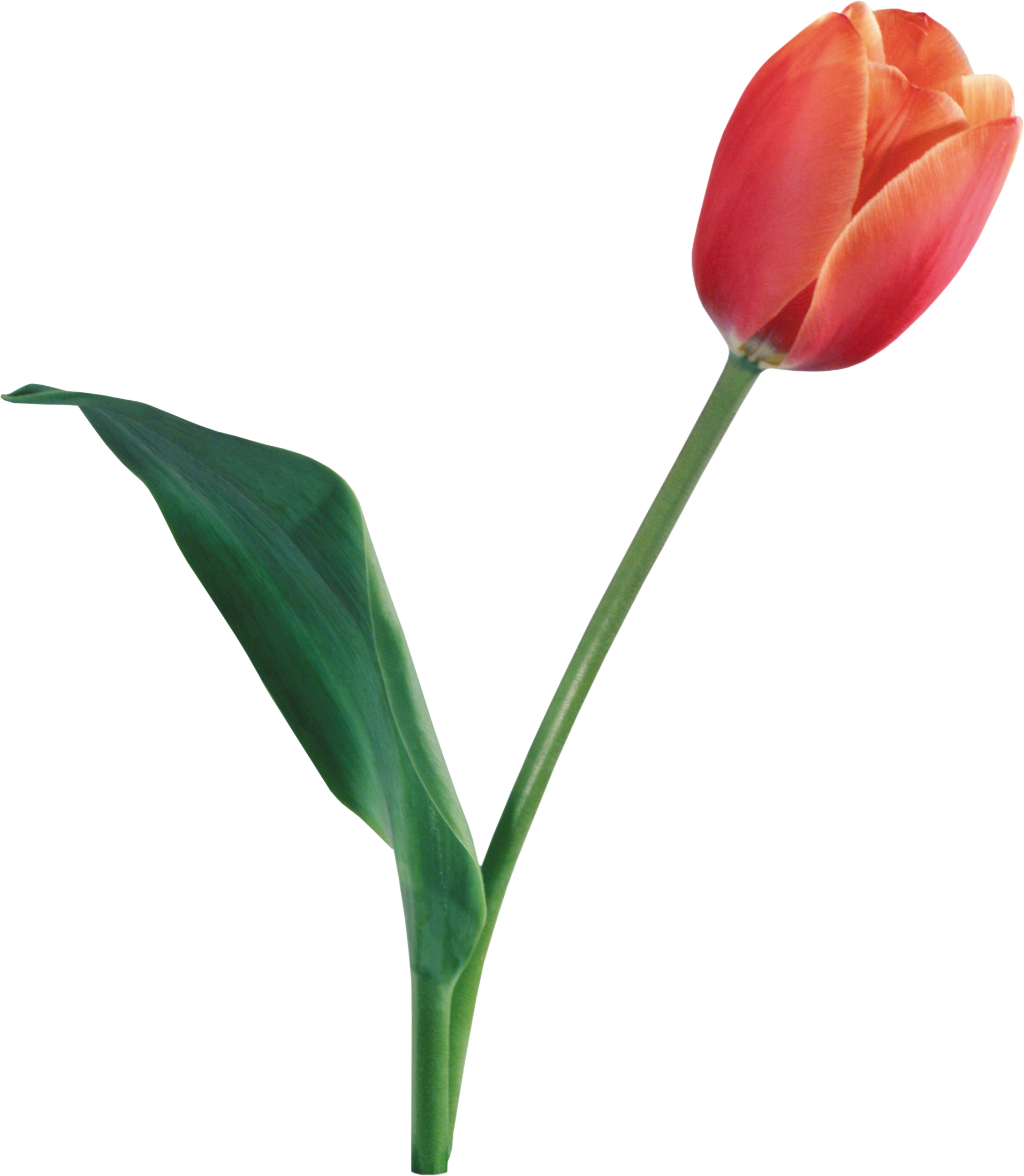 Tulip