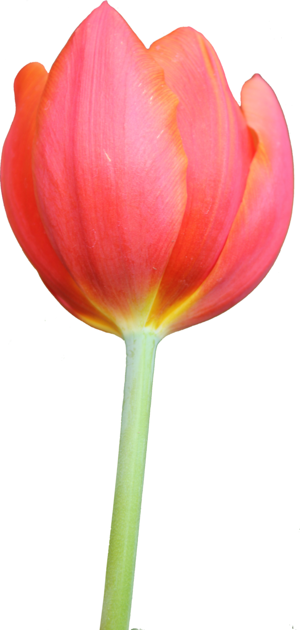 tulip png thy darkest hour deviantart #35165