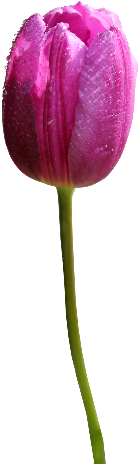 Tulip