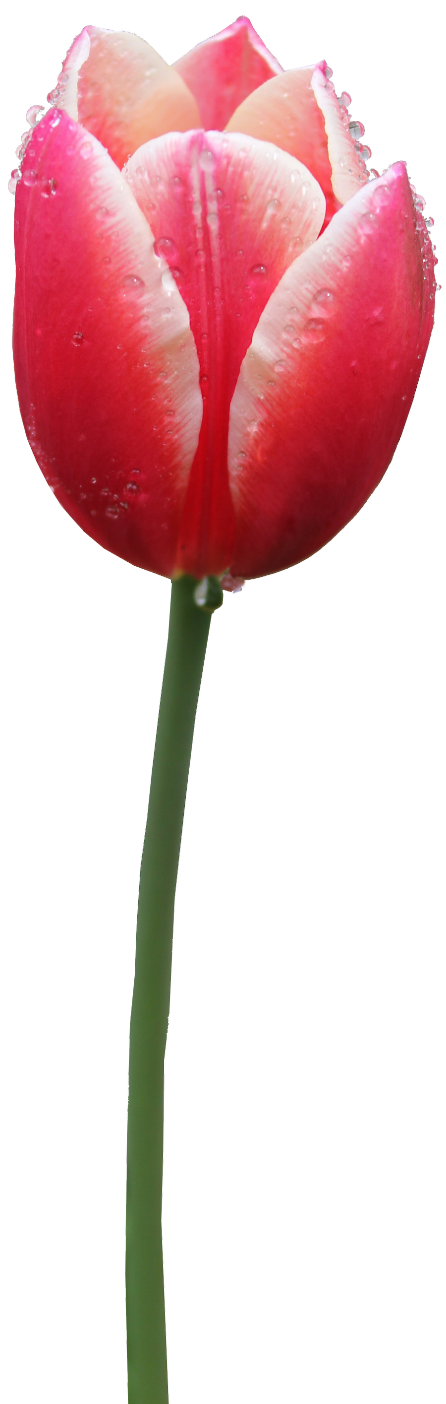 Tulip