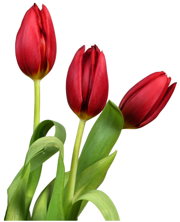 tulip red transparent tulips flowers clipart flowers #35166