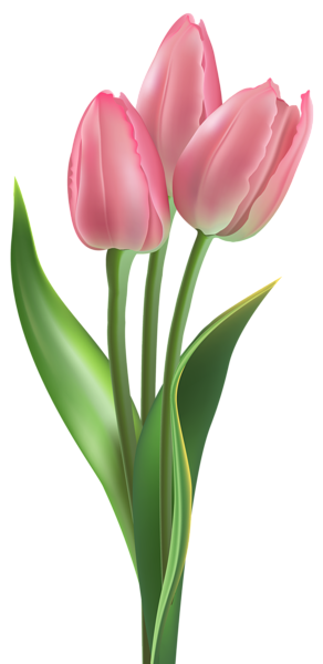 tulip soft pink tulips png clipart image gallery yopriceville #35160