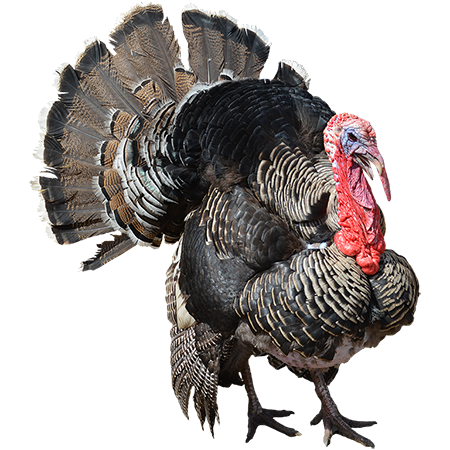 cutout image full grown tom turkey showing off his 36196