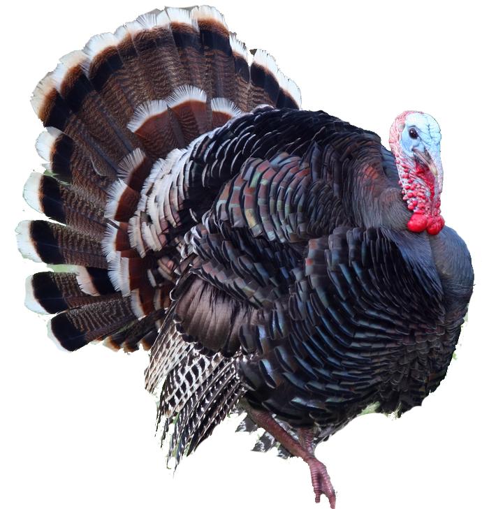 download turkey png png image pngimg #36184