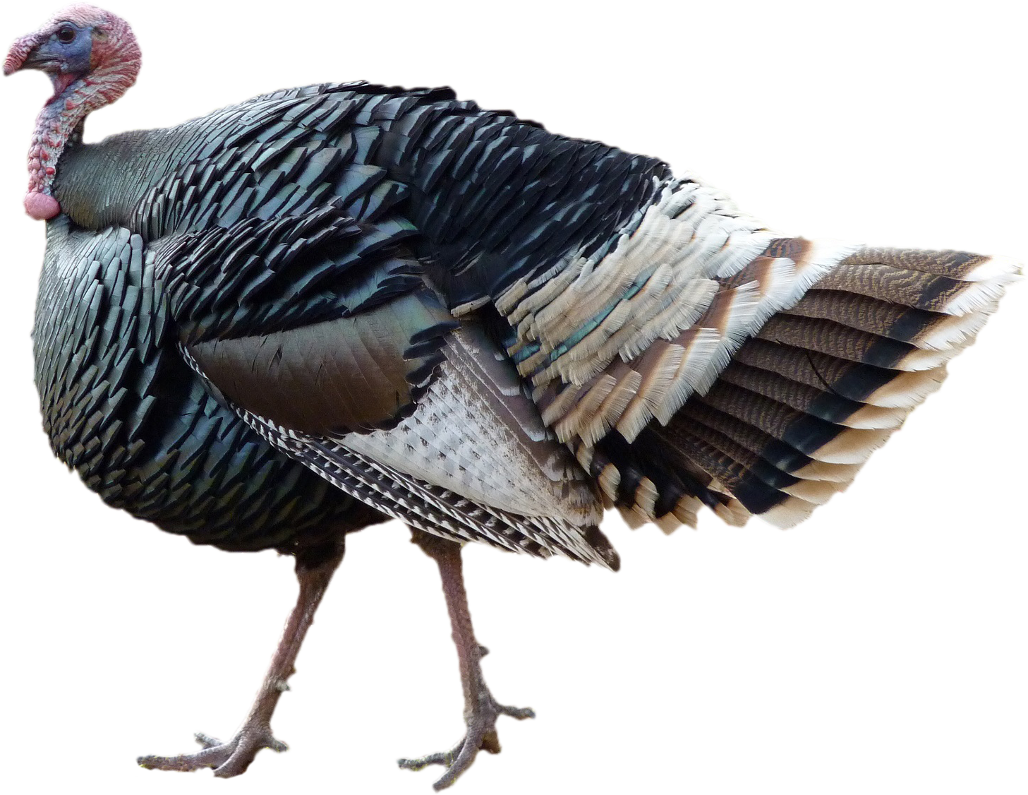 standing thanksgiving day turkey png image #36193