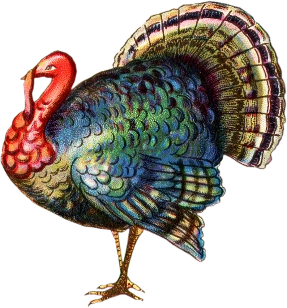 tom turkey thanksgiviing clipart #36205