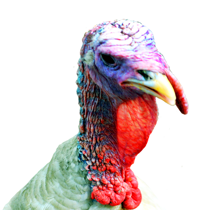 turkey face happy thanksgiving clipart 36180