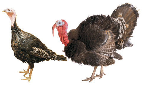 turkey frey hatchery turkeys #36210