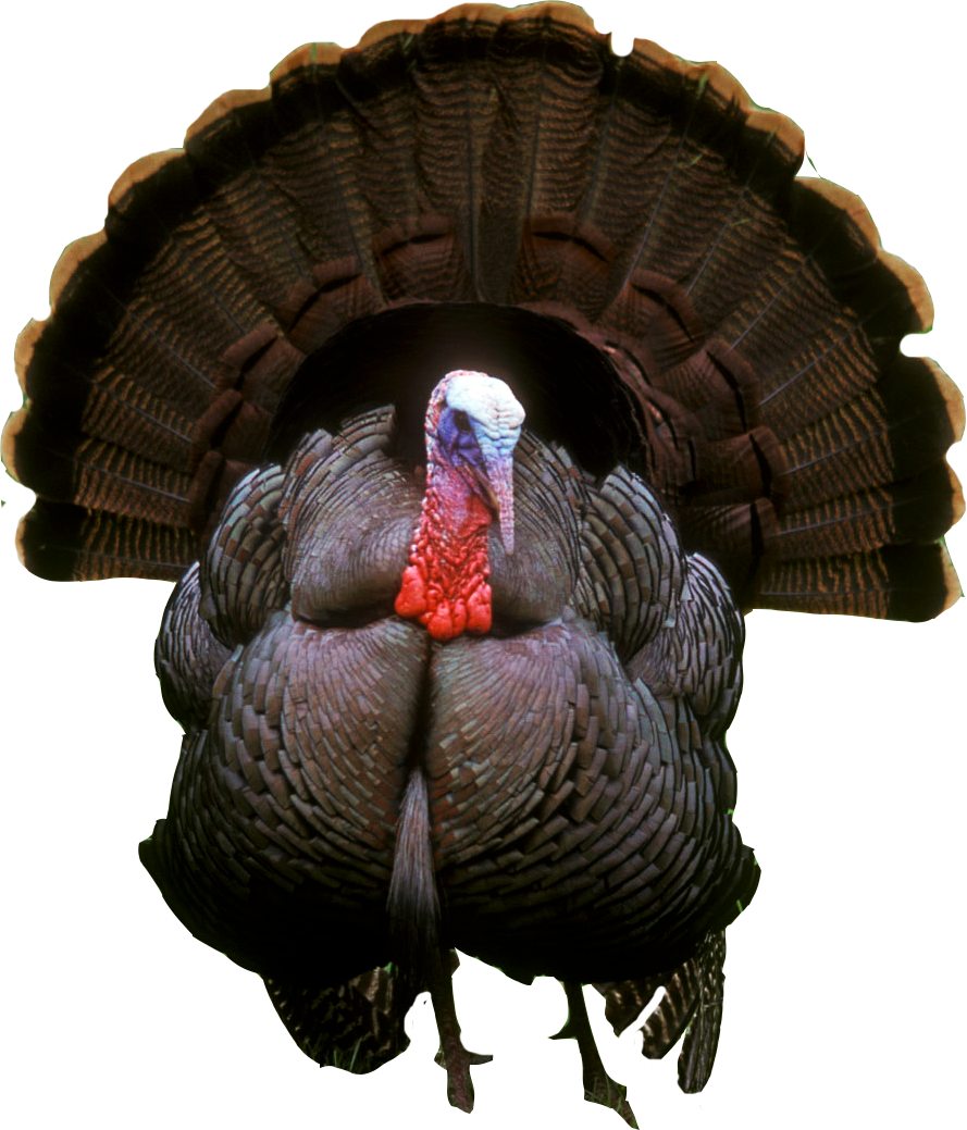 Turkey PNG - Thanksgiving Turkey Clipart Images