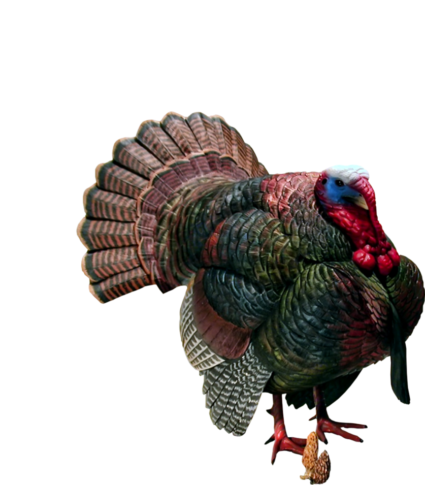 Turkey PNG - Thanksgiving Turkey Clipart Images