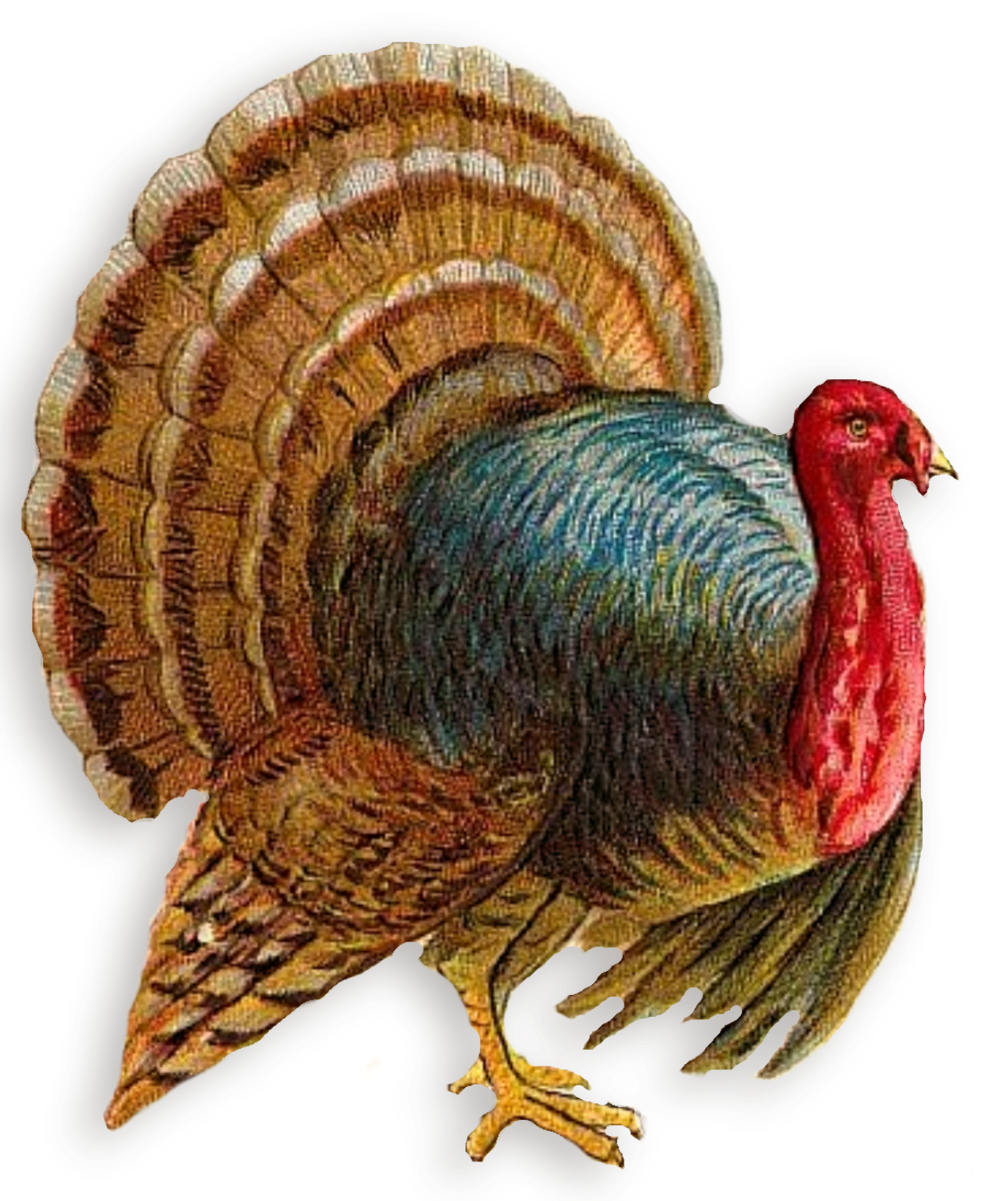 turkey pringle hill studio november 36178