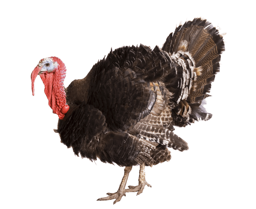 turkey transparent background image png images #36179