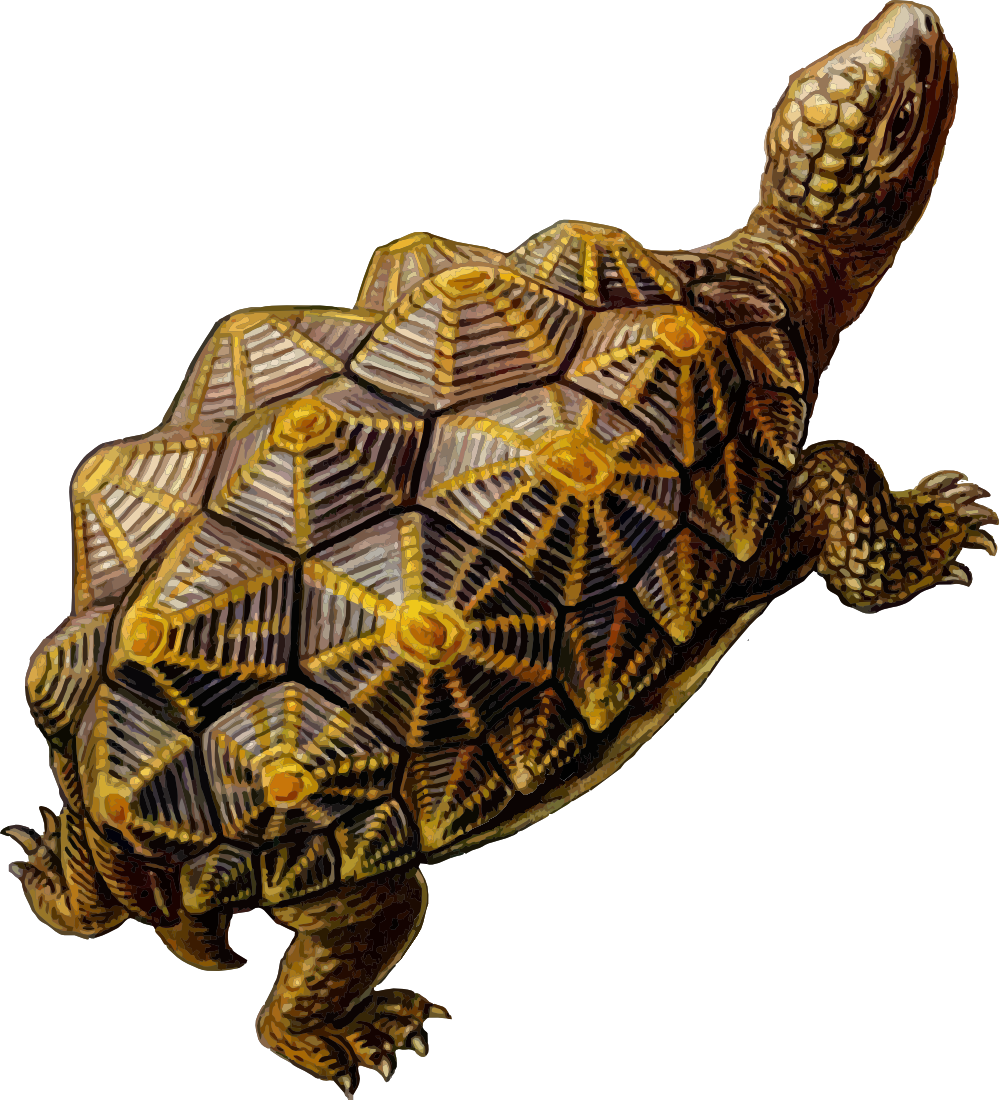 clipartist clip art prehistoric turtle svg #23769