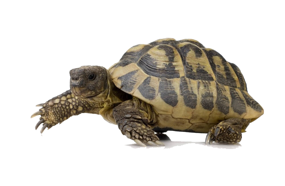 download box turtle png image pngimg #23739