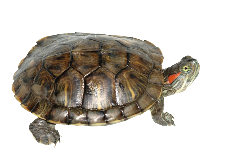 download box turtle transparent png image pngimg #23708